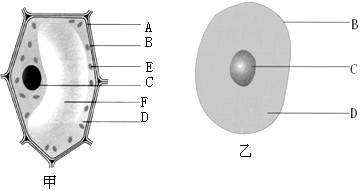 下图是植物细胞和动物细胞的结构示意图 据图回答问题 1 属于植物细胞的是 图 属于动物细胞 的是 图 图中b的主要作用是 2 动植物细胞都具有的 七年级生物 易过问答库