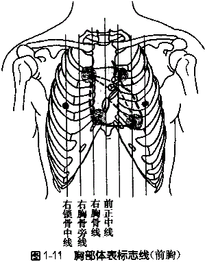 (3)胸部主要垂直线标志(图1