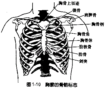 右):为上肢内侧与胸外侧壁相连的凹陷部;②胸骨上窝:为胸骨柄上方的